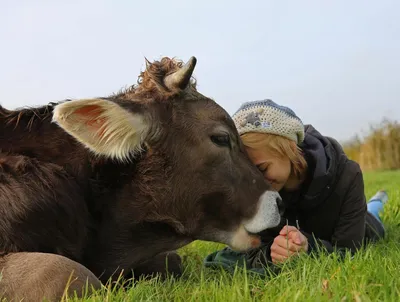 Коллекционная корова Red Tulip Cow 715030 – купить по цене 7 525 ₽ в Москве  в интернет-магазине ogogo.ru