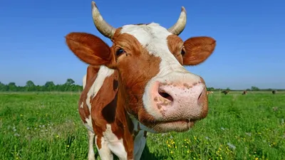 Сколько живут коровы - Советы и особенности | «Электропастух»
