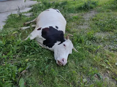 Агроэкспорт» назвал самую дорогую корову в мире | Ветеринария и жизнь