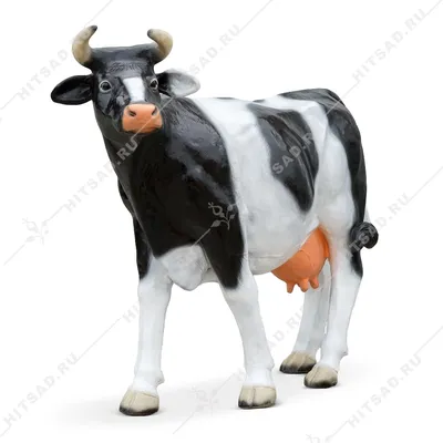 Корова на белом фоне на ферме, ферме, животном, красивой корове Стоковое  Изображение - изображение насчитывающей гольштейн, черный: 159538895