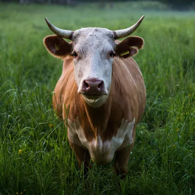 Картинка корова для детей - 58 фото