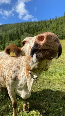 Как подружиться с коровой и завоевать её доверие | Приключения натуралиста  | Дзен
