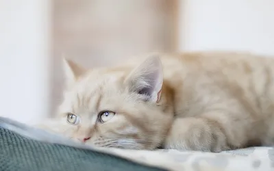 Apicenna празицид от глистов для кошек: суспензия плюс | Petshop.ru