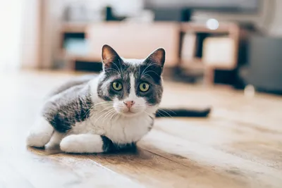 ЗооХелс Вормикил суспензия от гельминтов для кошек купить Средства от  глистов Украина | Zoolandia