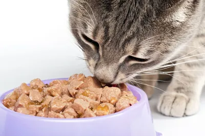 Лучшие влажные корма для кошек — обзор качественных кошачьих консервов:  виды и бренды