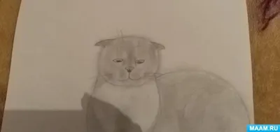 Рисунки котов и кошек для срисовки (100 фото) • Прикольные картинки и  позитив