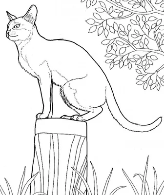 Рисунки котов и кошек для срисовки (81 фото)