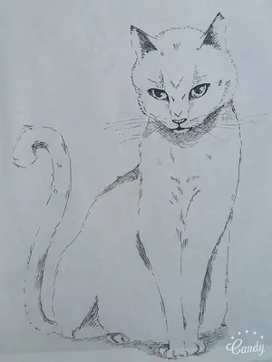 Cat ;art Белая кошка или кот ;графика ; рисунок ;арт ; люблю я кошек) |  Цветные карандашные рисунки, Рисунки, Эскизы животных