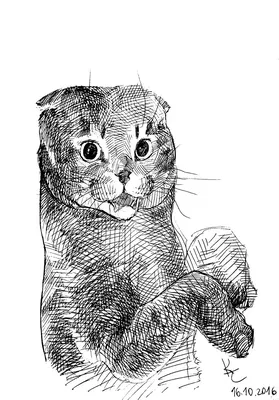 Векторный рисунок. Чёрный силуэт лежащей кошки с котёнком Stock Vector |  Adobe Stock