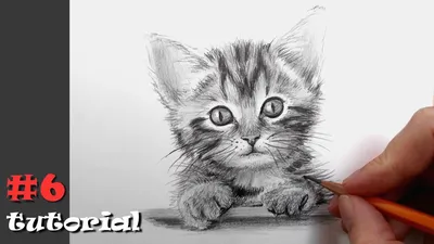 Рисунки кошек, больших и маленьких) | Пикабу