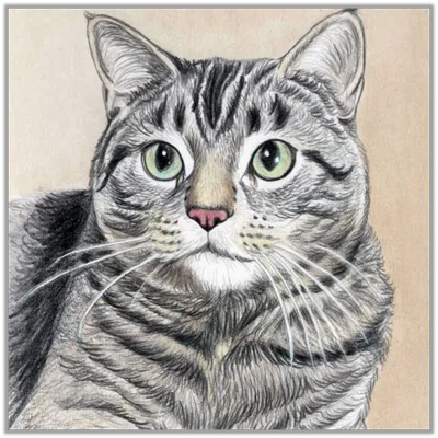 Пин от пользователя Nata на доске Коты воители | Кошачий дизайн,  Иллюстрации кошек, Кошки воины