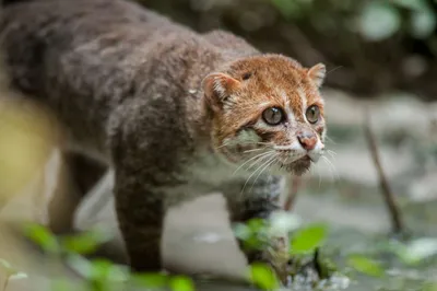 Съедобная Вафельная сахарная картинка на торт Коты Кошки Котята 006.  Вафельная, Сахарная бумага, Для меренги, Шокотрансферная бумага.