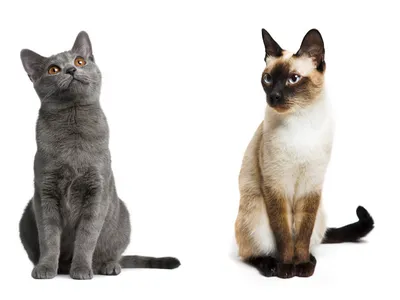Как и когда оптимальнее забирать котят у кошки? - Интернет-зоомагазин Korm