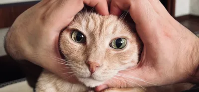 Как выбрать котенка для дома и что узнать у заводчика 🐈 – ProPlan.ru