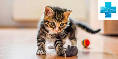 Уличный кот: плюсы и минусы