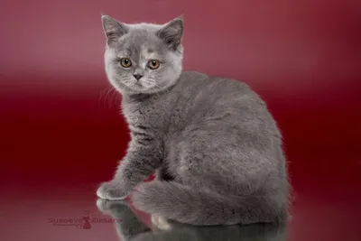 Кошка или котенок шипит на человека: что делать и в чем причины? | PERFECT  FIT™