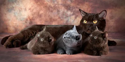 Какого цвета кот к деньгам, а какой к счастью: значение окраски кошек -  PrimaMedia.ru