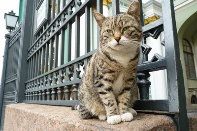 Можно ли оставить кошку одну дома на насколько дней | Garfield.by