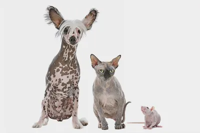 Капли для кошек и собак Инсектал, 4-10 кг ✓ товары для животных Neoterica  GmbH (Неотерика)