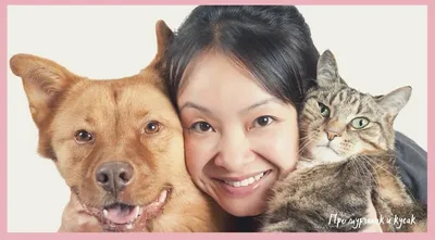 Кошки и собаки: что общего между этими домашними животными | Три КОШмарика  и их друзья | Дзен