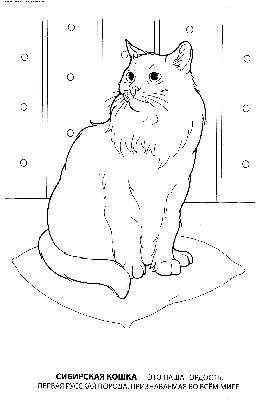 кошка, нарисованная в графическом стиле. Иллюстрация вектора - иллюстрации  насчитывающей график, еда: 240938898