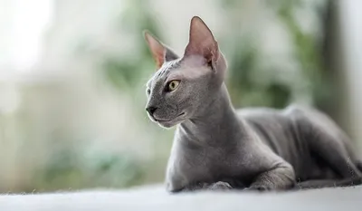 Кошка сфинкс