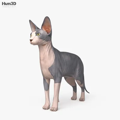 Сфинкс – описание породы лысых кошек | Hill's