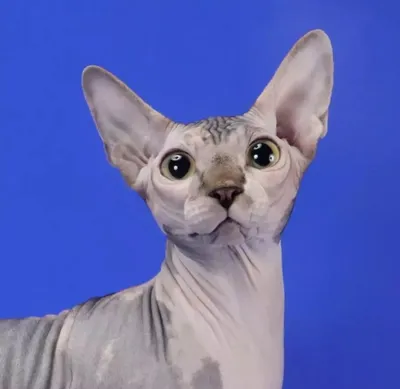 Котята Канадский сфинкс - Angel Kiss - питомник редких пород кошек