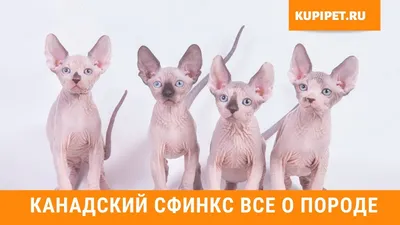 Anororthad - кот Канадский Сфинкс купить в Москва ID1763 - Pet-portal