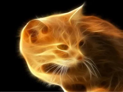 Волшебных котов - картинки и фото koshka.top