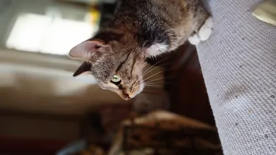Фэнтези бирманская кошка норвежская кошка фэнтези бирманская кошка |  Премиум Фото