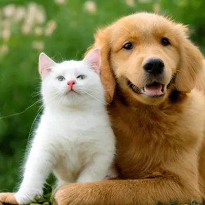 Кошка с собакой вместе, смотрят …» — создано в Шедевруме