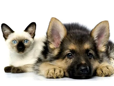 Японские ученые: кошки не глупее собак - BBC News Русская служба