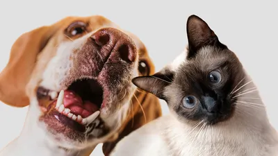 15 фото о странной дружбе домашних животных - 21 июня 2020 - НГС.ру