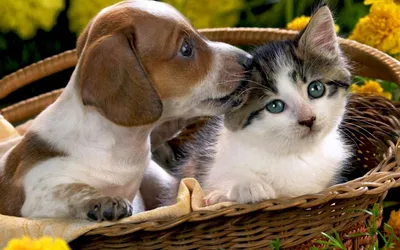 Кто сообразительнее, коты или собаки? В споре поставлена точка