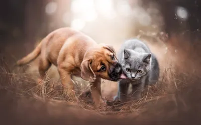 Как кошки и собаки влияют на поведение своих хозяев — Ferra.ru