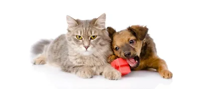 Салат мне в миску: могут ли домашние собаки и кошки быть вегетарианцами |  Ветеринария и жизнь