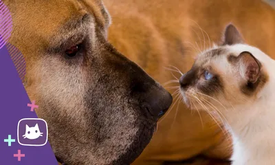 Как подружить кошку с собакой, правила воспитания питомцев
