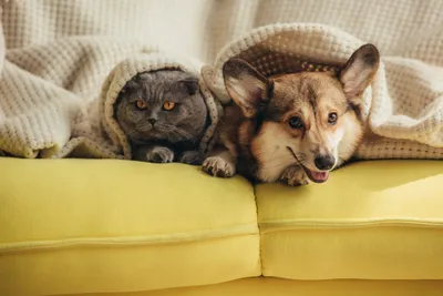 Картинка щенков кошка Собаки два Животные Белый фон