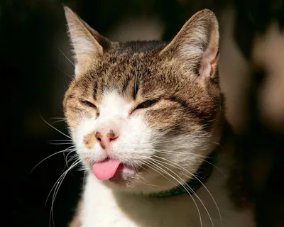 Коты имитируют картины Эрмитажа. Спорим, не угадаете их названия? | Пикабу
