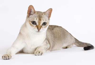 Манчкин порода кошек - история, первые упоминания, внешность манчкина,  характер, здоровье, уход и фото