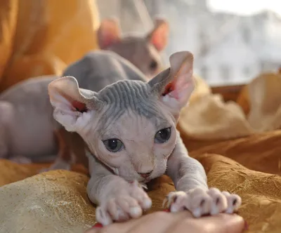 Самая Маленькая Порода Кошек в Мире: Фото, Описание породы