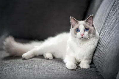 Эльф (порода кошек) — Википедия