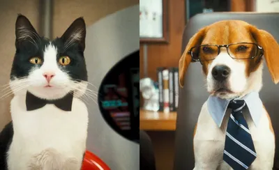кошки против собак / смешные картинки и другие приколы: комиксы, гиф  анимация, видео, лучший интеллектуальный юмор.