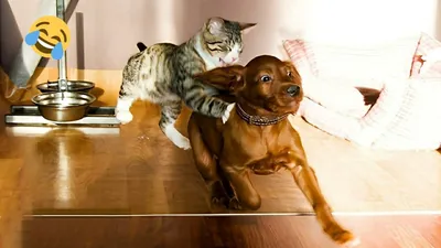 Кошка с собакой. Как подружить домашних животных – советы зоомагазина  Бетховен