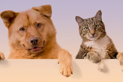 Кто лучше: кошка или собака? Плюсы и минусы