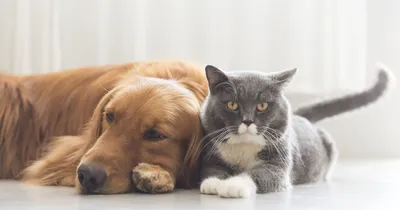 Кошки против собак: Ученые выяснили, кого люди любят больше - KP.RU