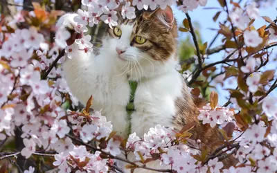 Весна и котики (58 фото) - 58 фото
