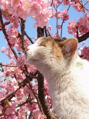 Как весна влияет на домашних животных? | Статьи