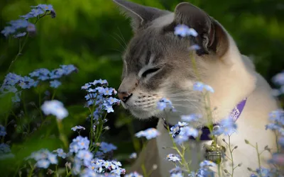 С первым днем весны, с Днем кошек вас!: Персональные записи в журнале  Ярмарки Мастеров
